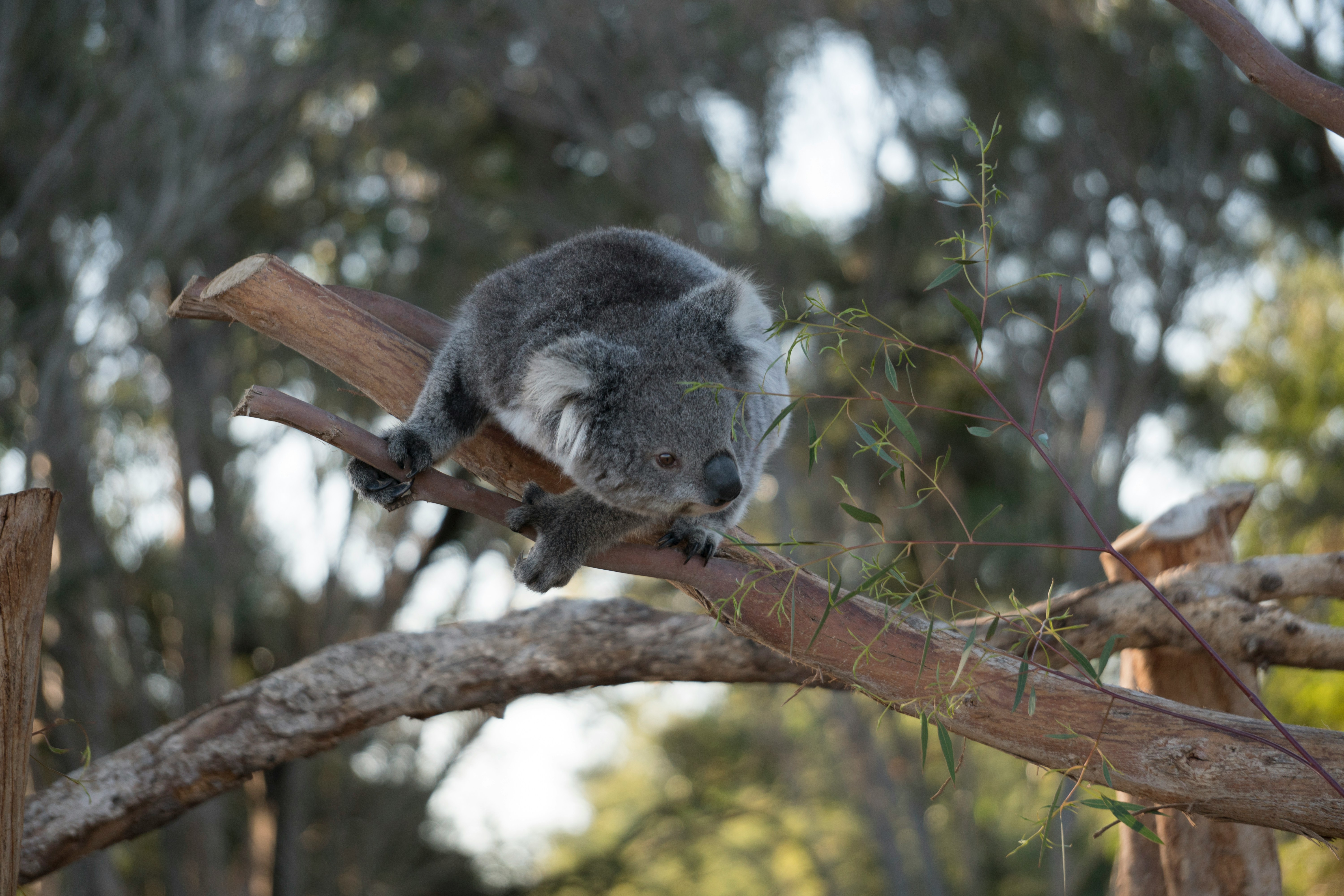 The fearsome dropbear readies to leap upon a victim