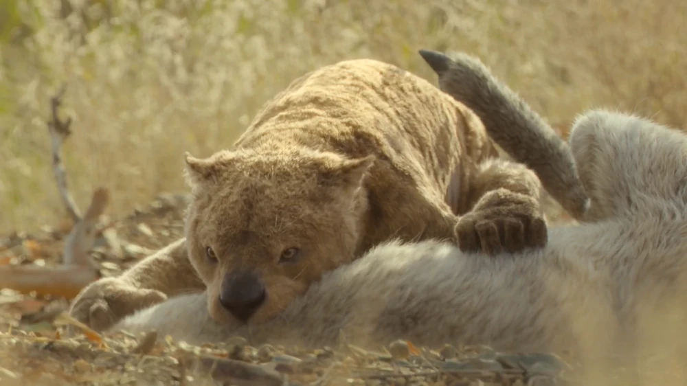 A thylacoleo waits for its prey, a procoptodon, to stop struggling.
