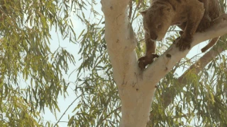 A thylacoleo drops over 30' onto an unsuspecting procoptodon joey.